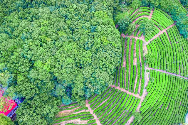 广东最美的茶田,全国农业旅游示范点,梅州雁南飞茶田度假村