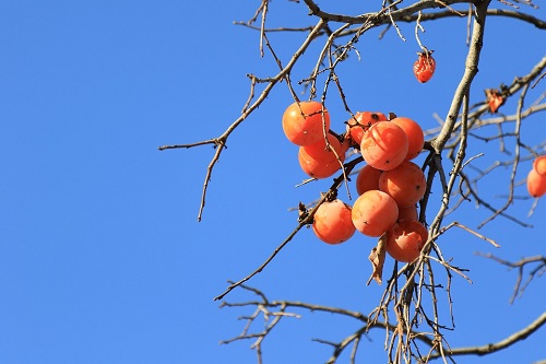 persimmon-1103782_960_720.jpg