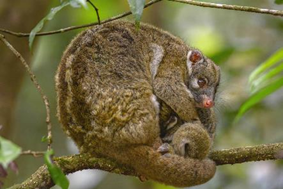  ʿݴҹ԰Daintree National Parkĸ