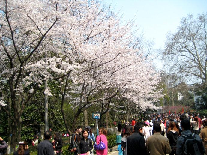 武大樱花季抗疫专场今日开放